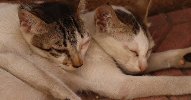 EFT and PTSD: Healing Through Attachment